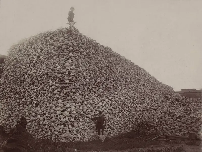 A historical photograph of a vast mound of bison skulls