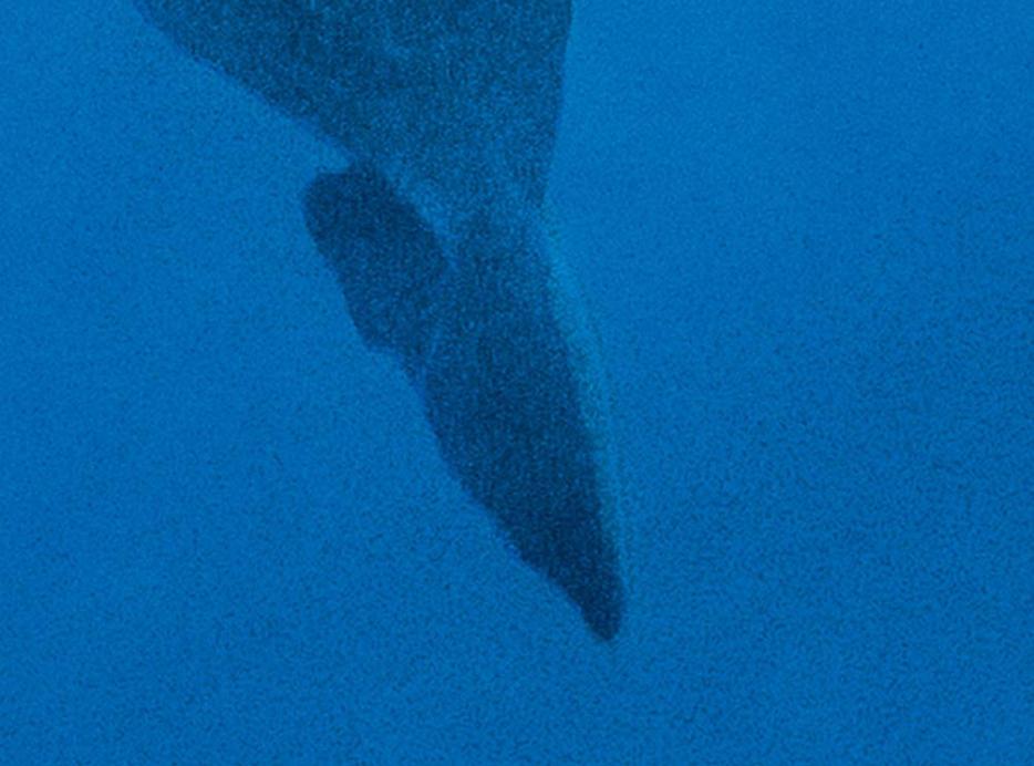 Underwater image accompanying Midwives