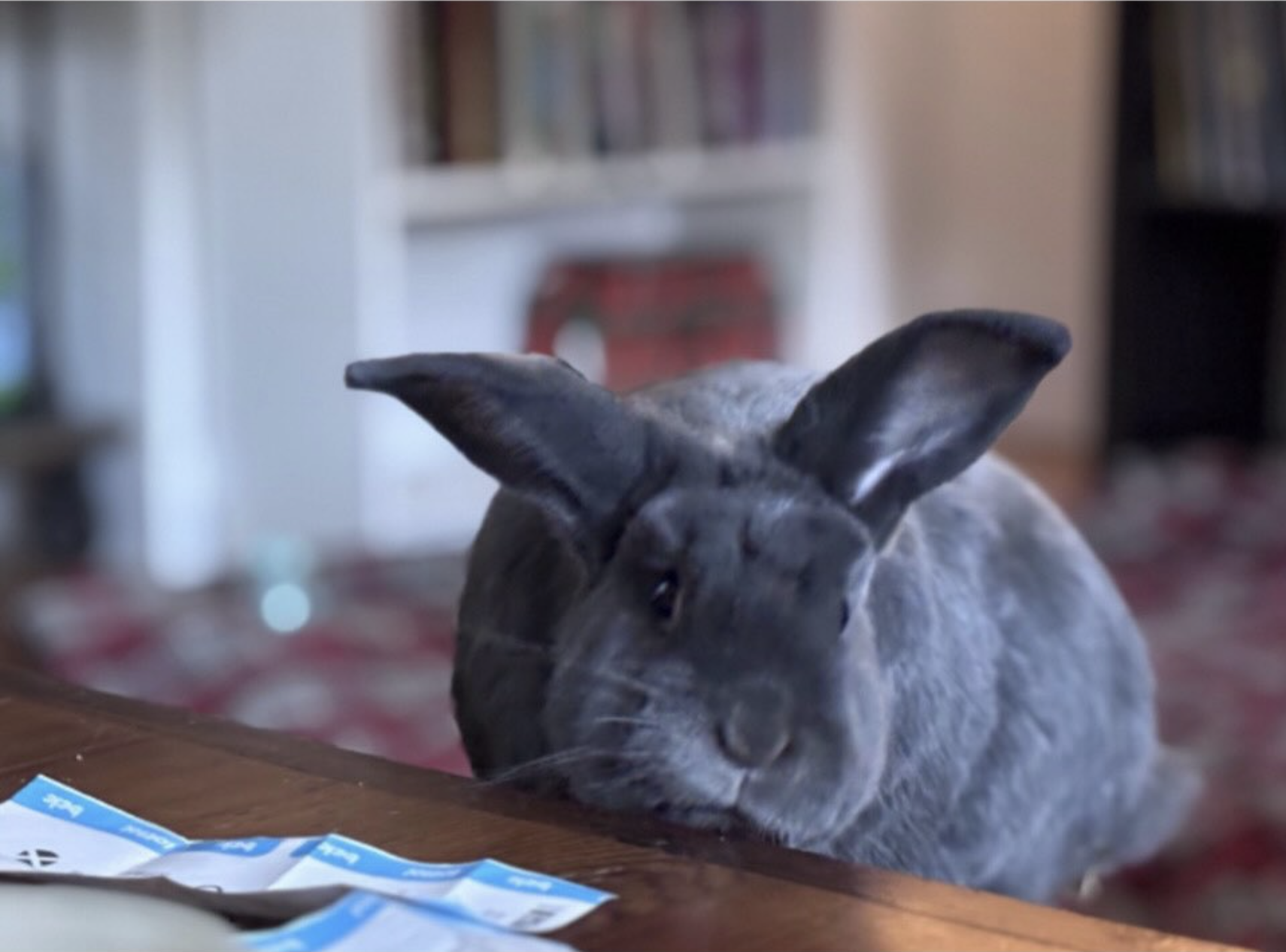 Oliver the Bunny at a table
